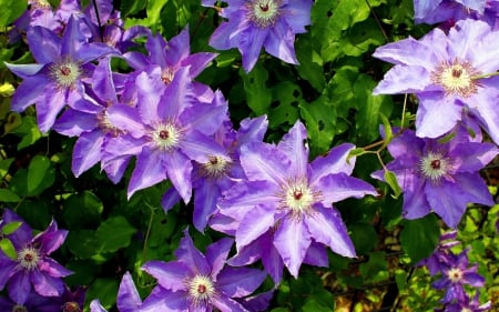 Clematis - purple, summer, green, clematis, flower