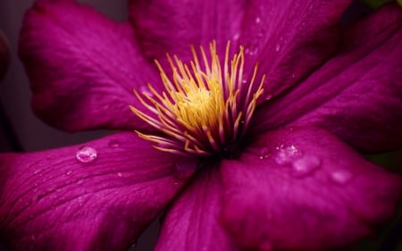 Clematis - purple, pink, water, drop, clematis, yellow, macro