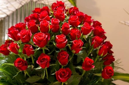 Roses - flowers, rose, red, beautiful