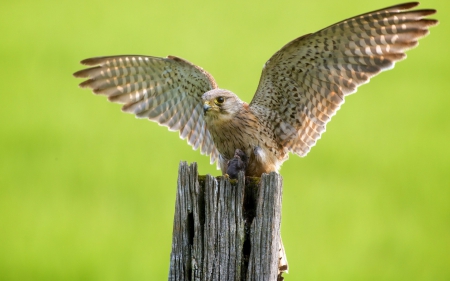 Hawk - wings, eagle, fly, bird