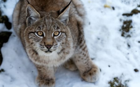 Lynx - lynx, animals, ear, cat, snow