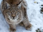 Lynx