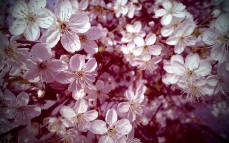 Blossom - blossom, flower, tree, nature