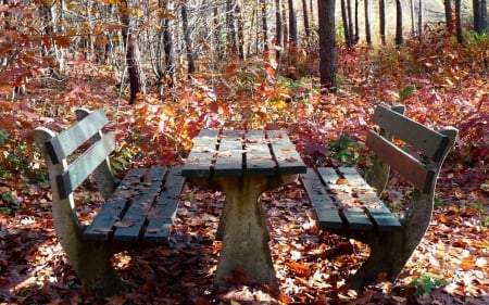 benches in a fall leaves - fall leaves, forests, nature, autumn, benches