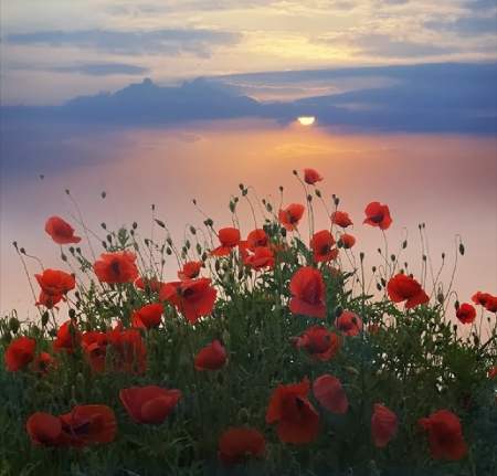 poppies sunset - poppies, sunset, nature, beaches, sea