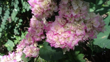 My Favourite flower - Plant, Pink, Flower, Nature