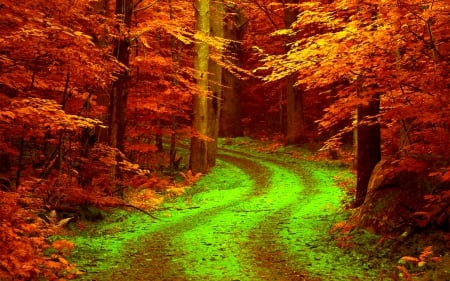 AUTUMN FOREST - nature, autumn, forest, road