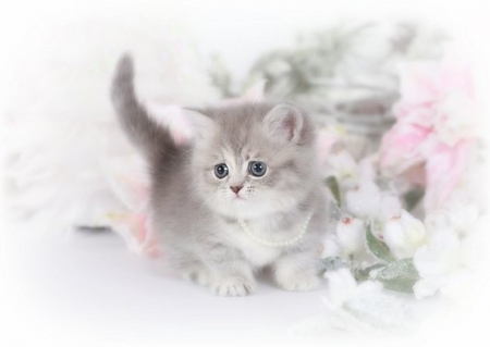 cute gray fluffy - cats, kitty, animals, gray, fluffy