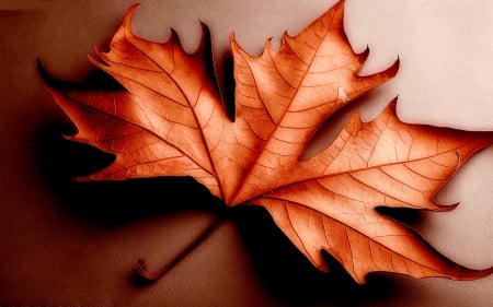 THE FALLEN LEAF - nature, leaf, autumn, fallen