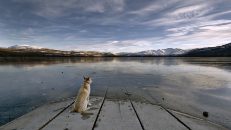 Dog on wading Dock - nature, dogs, animals, other