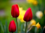 TULIP BUDS