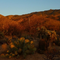 Saguaro National Park, Arizona