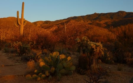 Saguaro National Park, Arizona - cactus, sky, saguaro, park, sunset, plants, national, bushes, arizona, nature, desert, sand, shadow