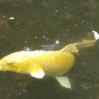 Beautiful Gold Koi