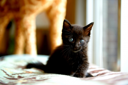 BLACK KITTY - sits, black, pet, kitten