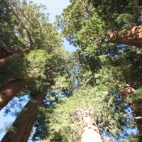 Sequoia National Park, California