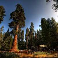 Sequoia National Park, California