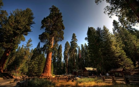 Sequoia National Park, California - forest, ground, sequoia, leaves, shadow, national, brown, architecture, nature, park, california, blue, sky, fence, people, house, trees