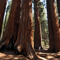 Sequoia National Park, California