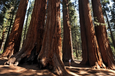 Sequoia National Park, California - national, large, sequoia, trees, forest, shadow, tall, nature, trunks, california, limbs, park