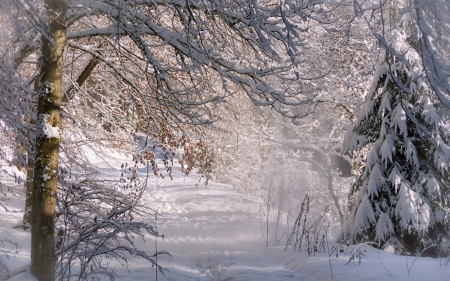 *** Beautiful winter *** - winter, trees, nature, freezing, snow