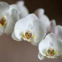 *** Orchids ***