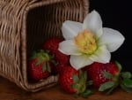 *** Narcissus and strawberries ***