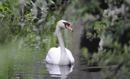 *** Swan *** - animal, swan, animals, birds