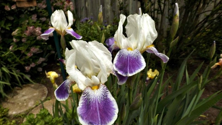 white & purple iris - large, white, iris, flower, petals