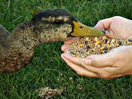 so trusting - wings, green, ducks, brown