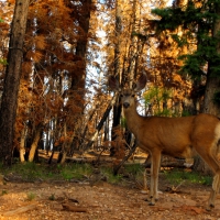 Autumn Deer