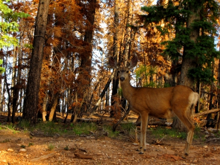 Autumn Deer - e minunat, toamna, totul, vine