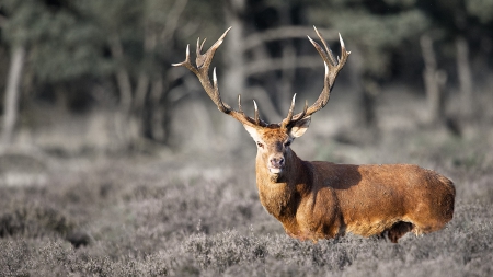 Great Deer - cerbul, mare, animal, carpatin