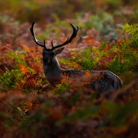 Autumn Deer