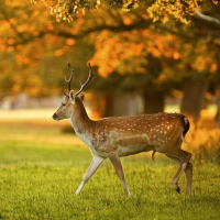 Deer stag in autumn evening light