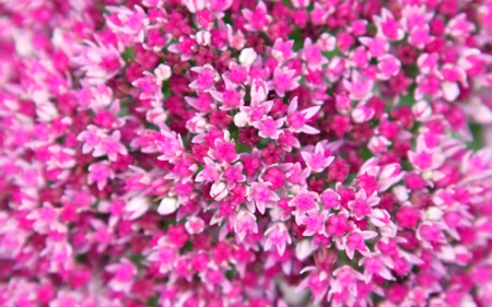 Flower Cluster Wallpaper