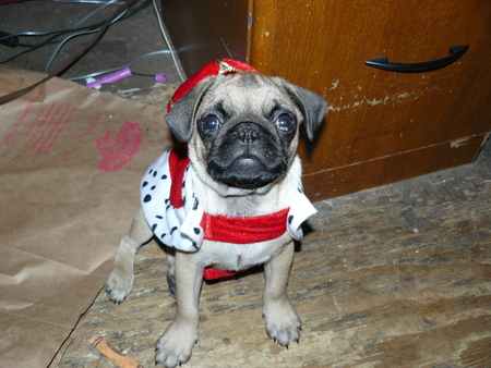 King Mike - pug, puppy