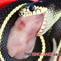 Striped Californian KingSnake Feeding on a Pinky