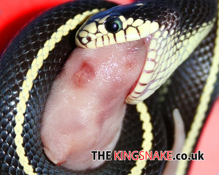 Striped Californian KingSnake Feeding on a Pinky - reptile, snake, kingsnake