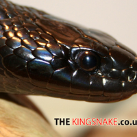 Mexican Black KingSnake