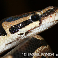 Regular Royal Python