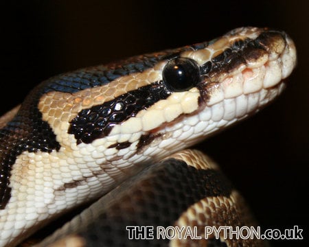 Regular Royal Python - python, reptile, royal, snake