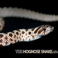 Western Hognose Snake