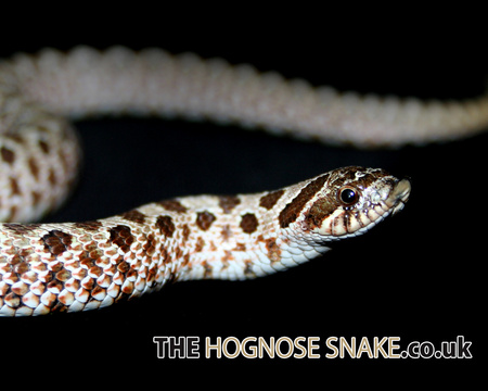 Western Hognose Snake - animal, snake, reptile, hognose