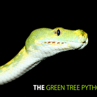 Green Tree Python