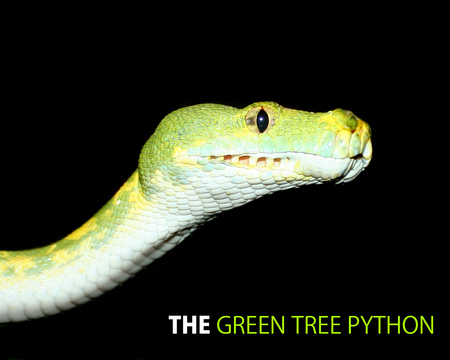 Green Tree Python - snake, green, tree, python, reptile