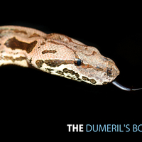 Dumerils Boa