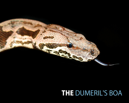 Dumerils Boa - animal, reptile, boa, dumerils, snake, cool