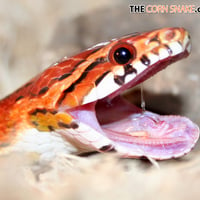 Corn snake yawn!