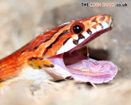 Corn snake yawn! - animal, reptile, snake, corn, yawn, cool, cornsnake